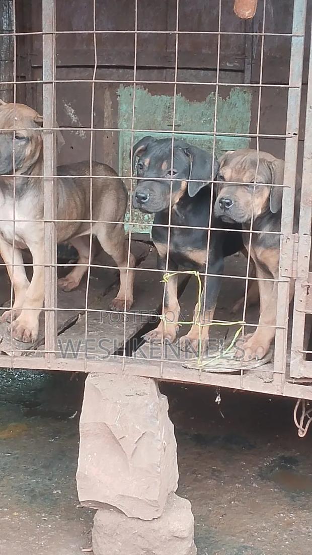 1-3 months Female Purebred Boerboel - thumbnail 2