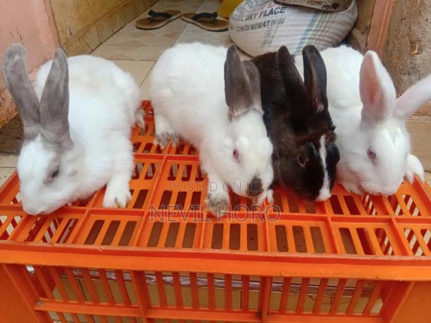 5 Months Old(Mature) Male Rabbits for Sale at Kenyatta Road Juja