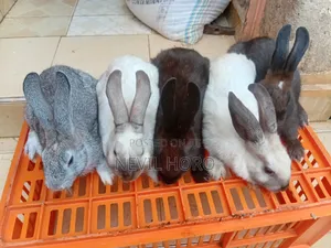 3 Months Old Male Rabbits for Sale at Kenyatta Road Juja