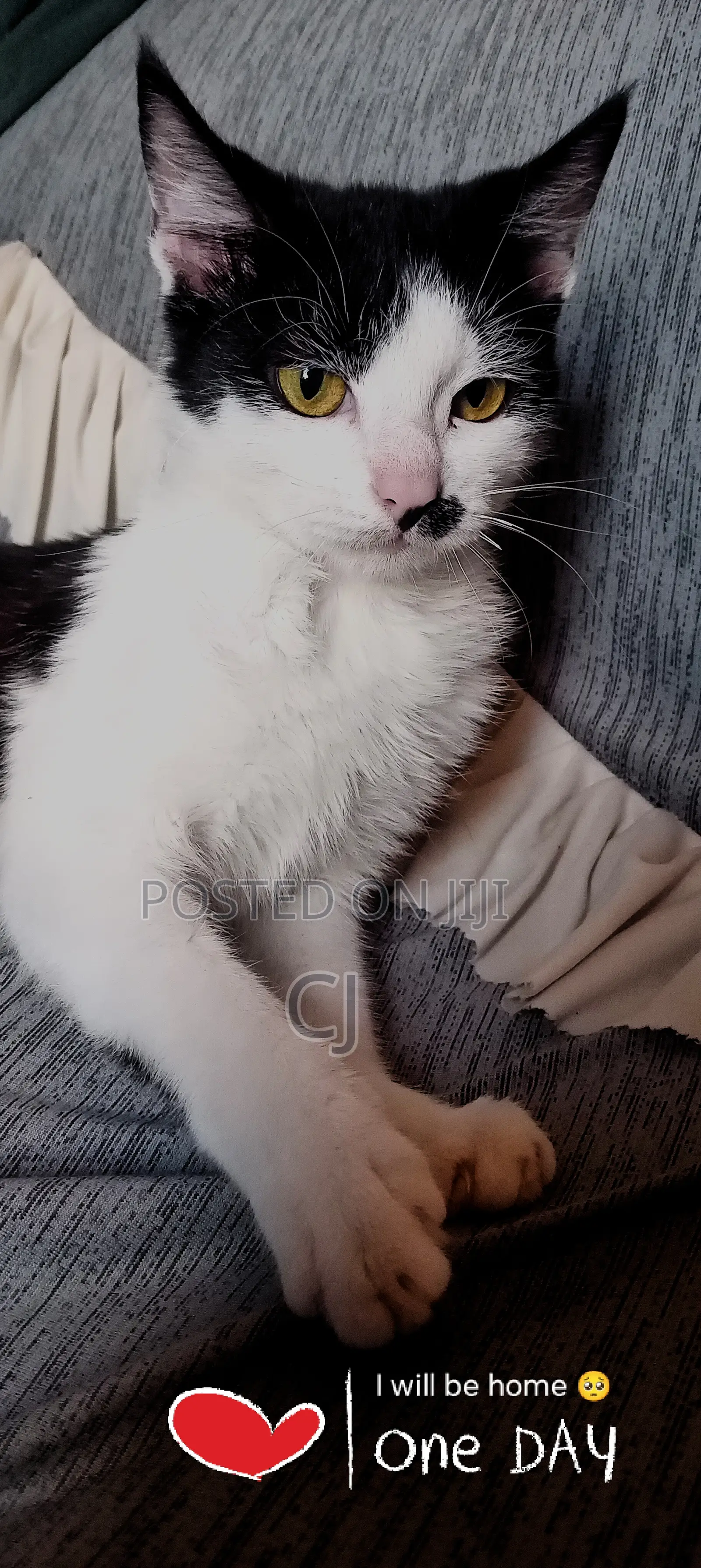 3-6 months Female Mixed Breed British Shorthair