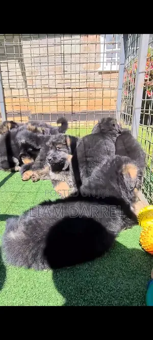 1-3 months Male Purebred German Shepherd