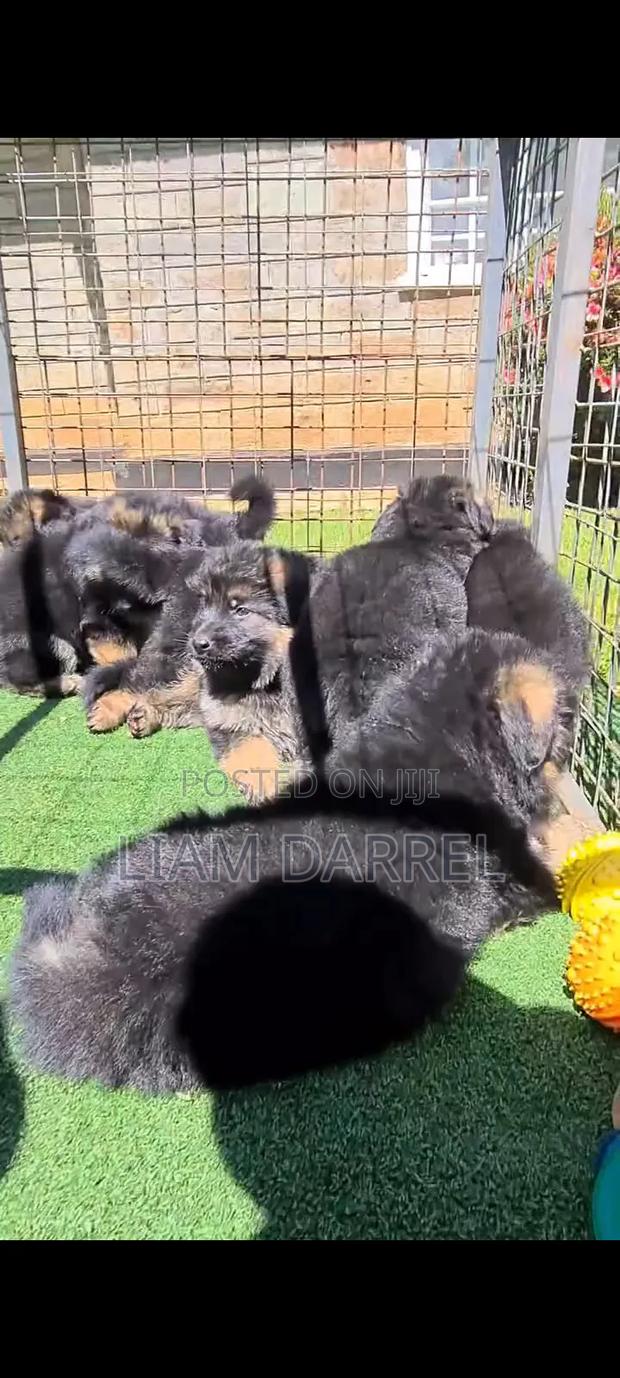 1-3 months Male Purebred German Shepherd