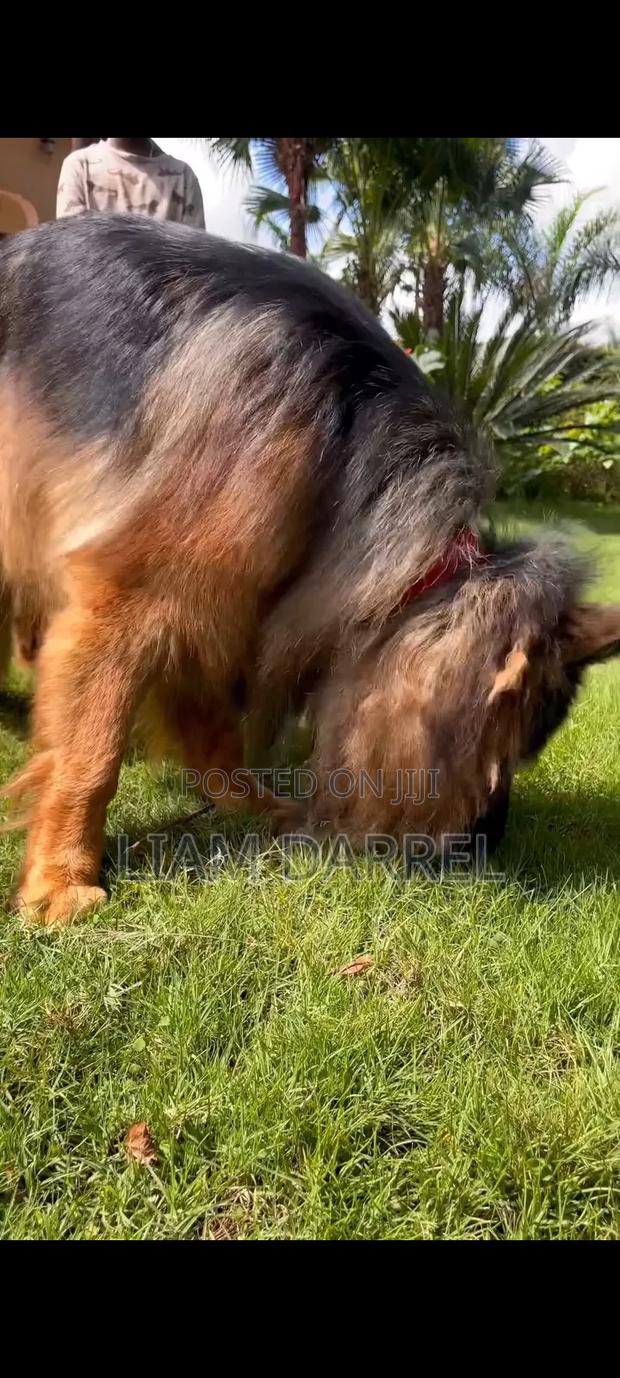 1-3 months Male Purebred German Shepherd - thumbnail 2