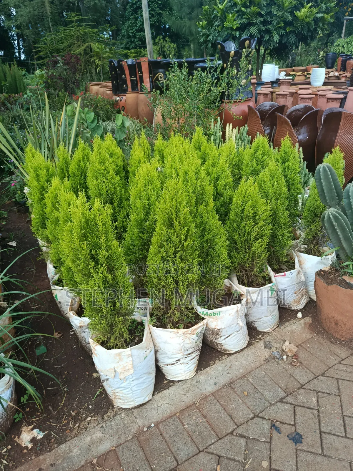 Lemon Cypress