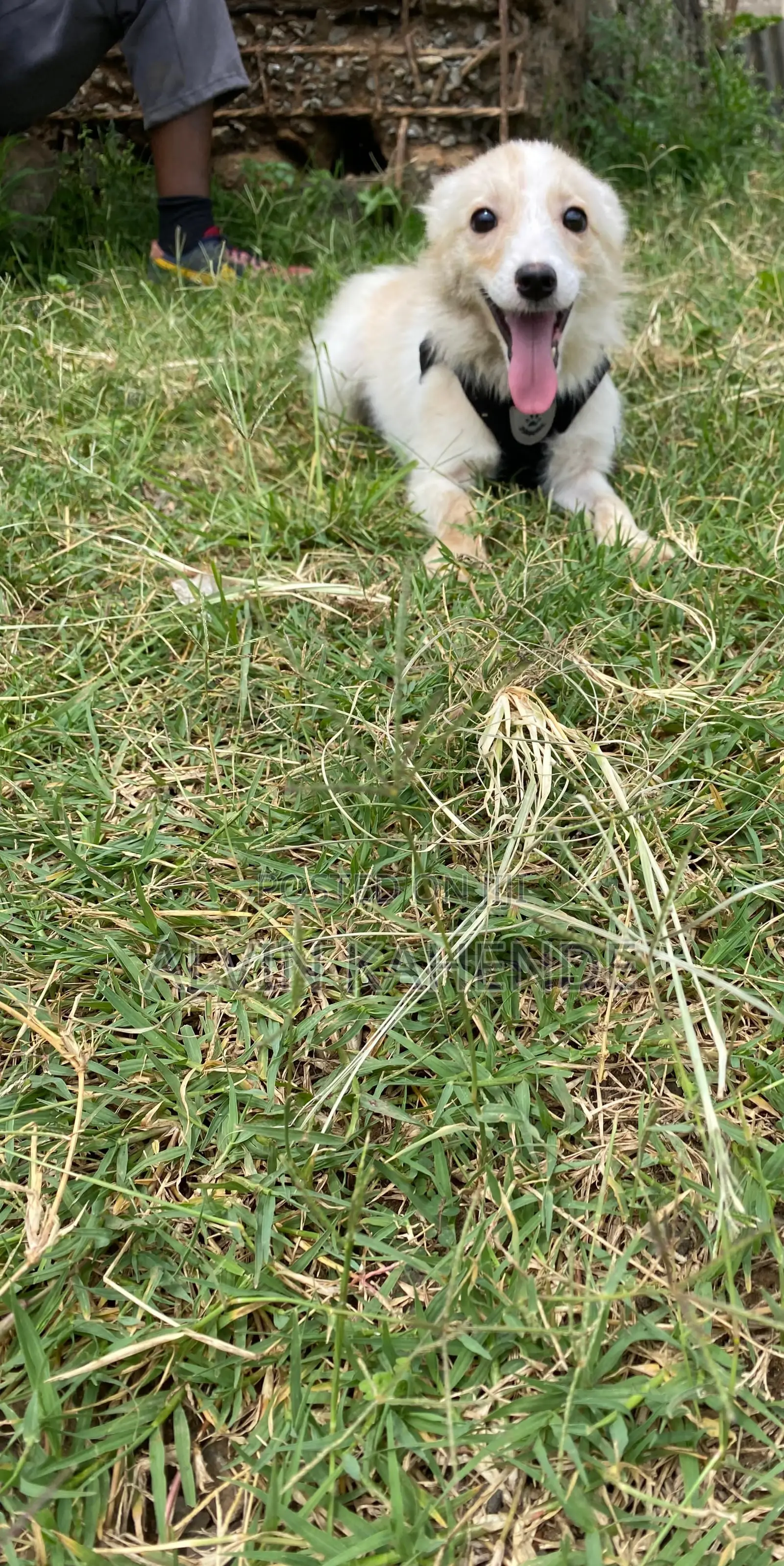 6-12 months Male Mixed Breed Pomeranian