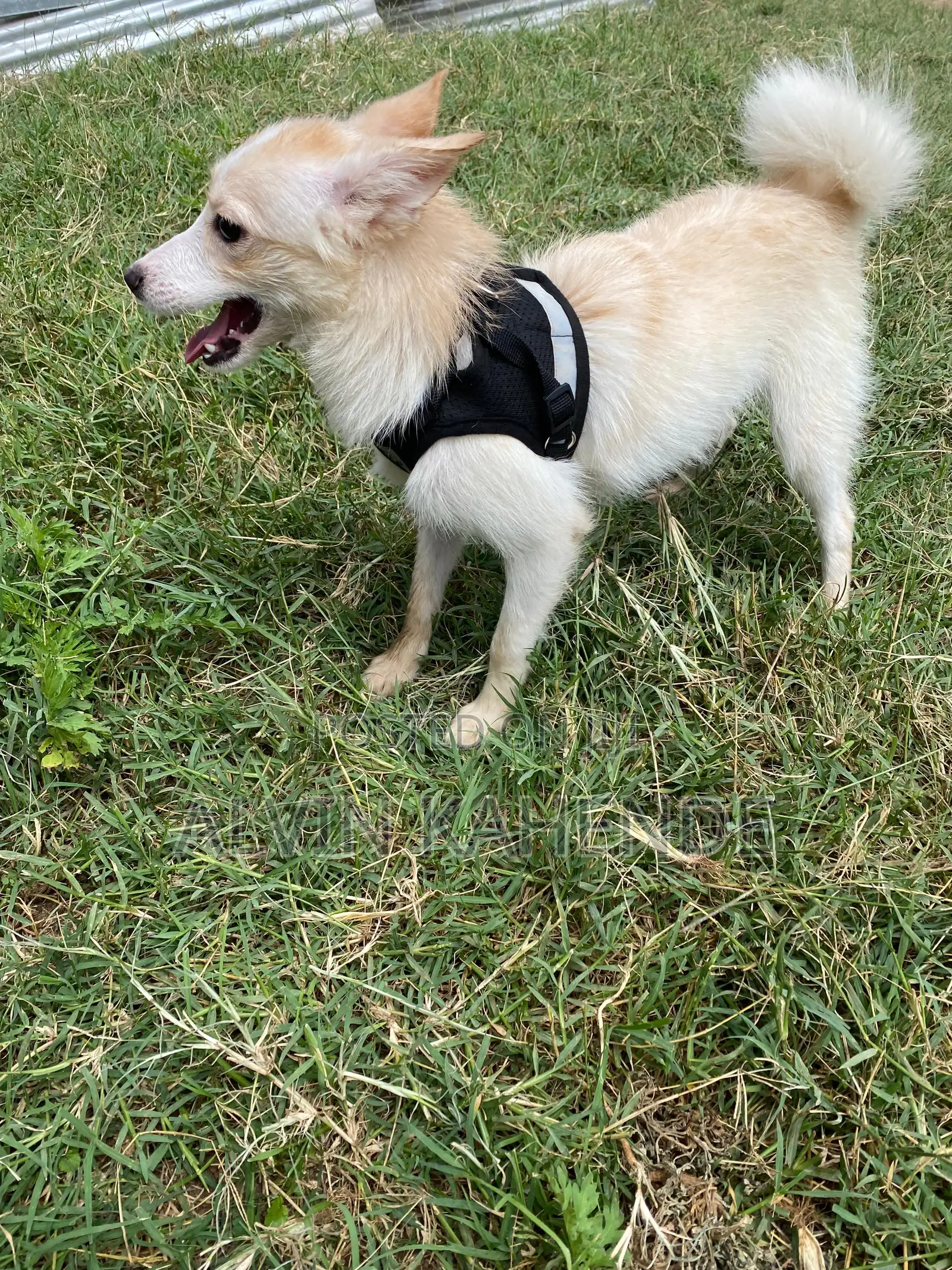 6-12 months Male Mixed Breed Pomeranian