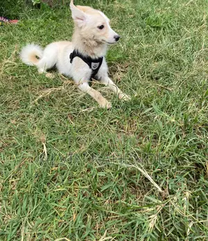 6-12 months Male Mixed Breed Pomeranian