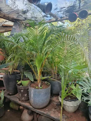 Areca Palm
