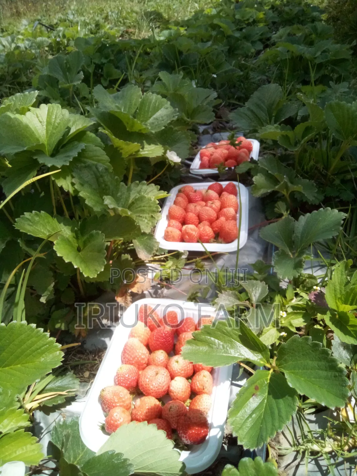 Fresh Pure Organic Strawberries