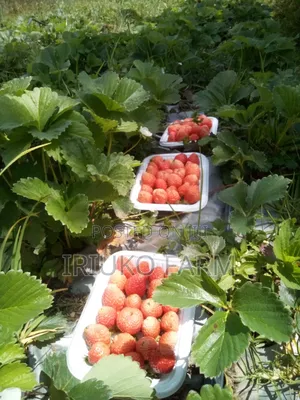 Fresh Pure Organic Strawberries