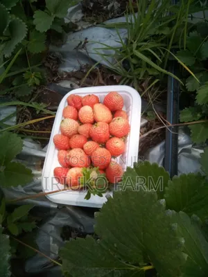 Fresh Pure Organic Strawberries