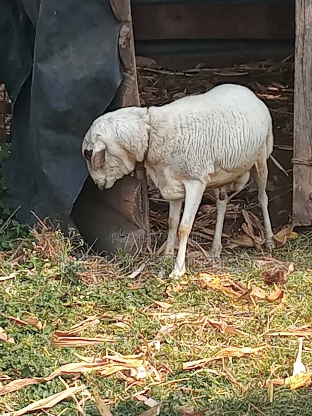 Sheep for Sale