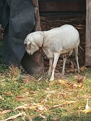 Sheep for Sale