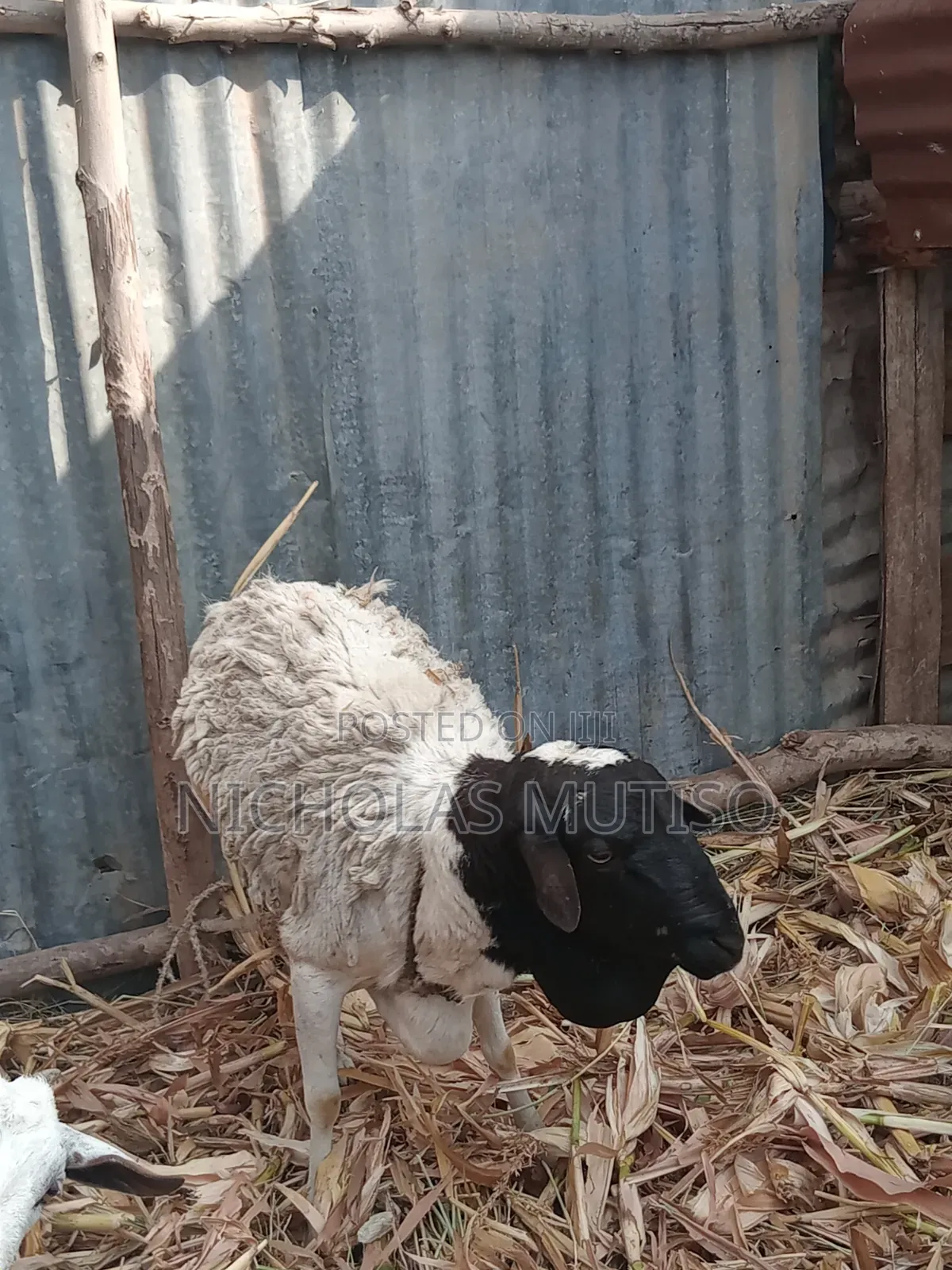 Sheep for Sale