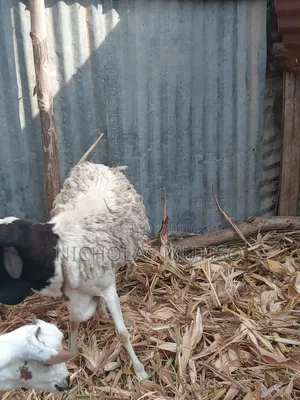 Sheep for Sale