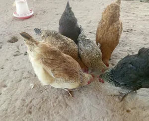 Improved Kienyeji for Sale