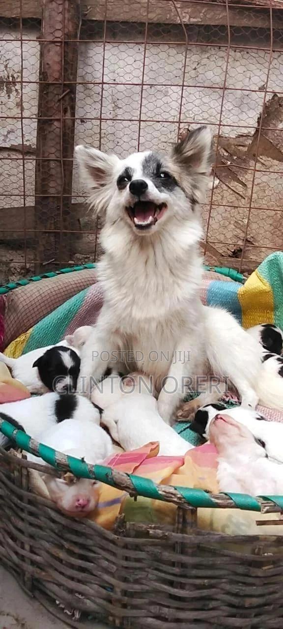 0-1 month Male Purebred Pomeranian