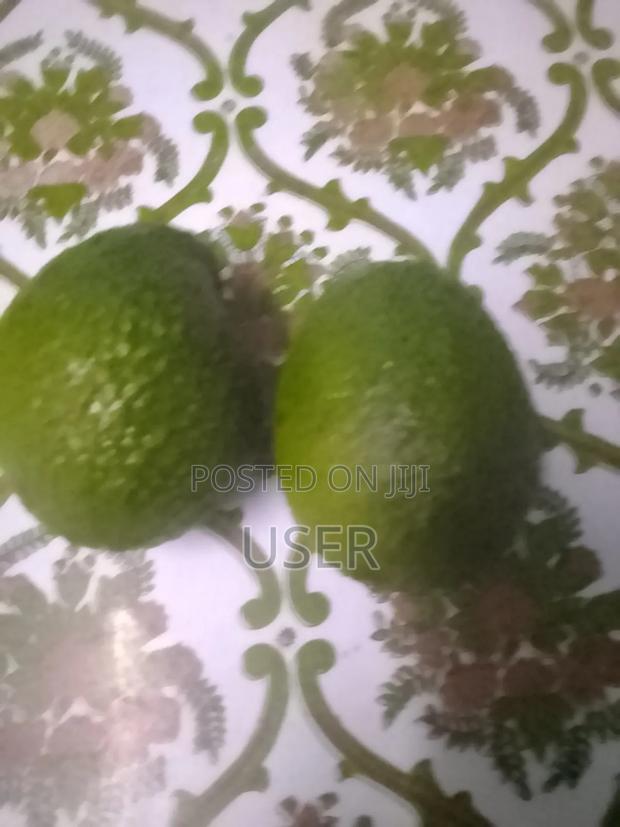 Hass Avocados