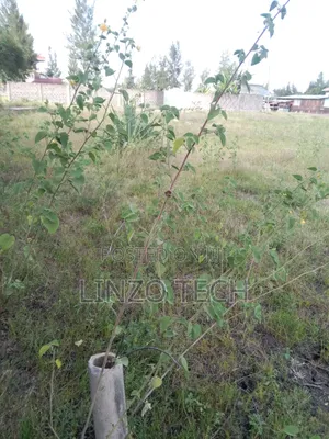Plots for Sale
