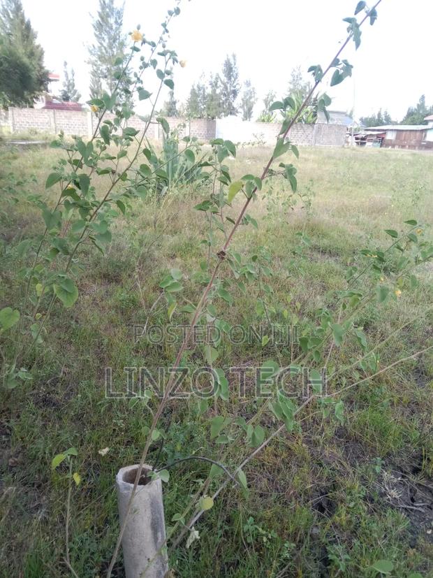 Plots for Sale - thumbnail 4