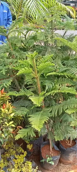 Araucaria Plant