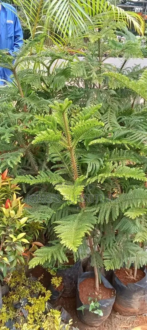 Araucaria Plant