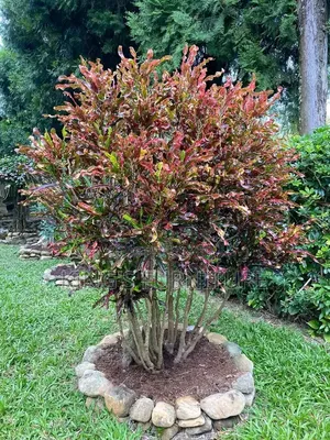 Eugenea Seedling