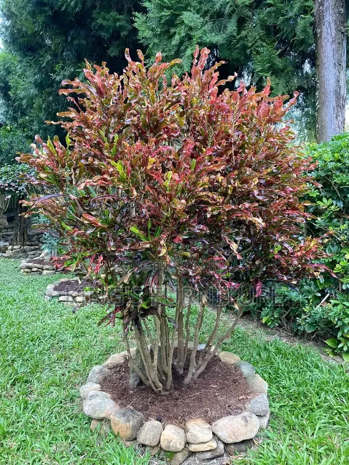Eugenea Seedling