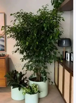 Ashoka Plant