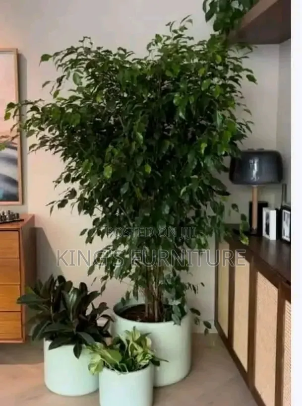 Ashoka Plant