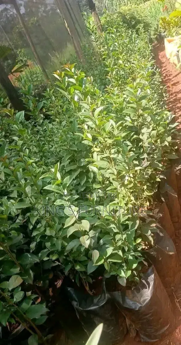 Japonica Plant