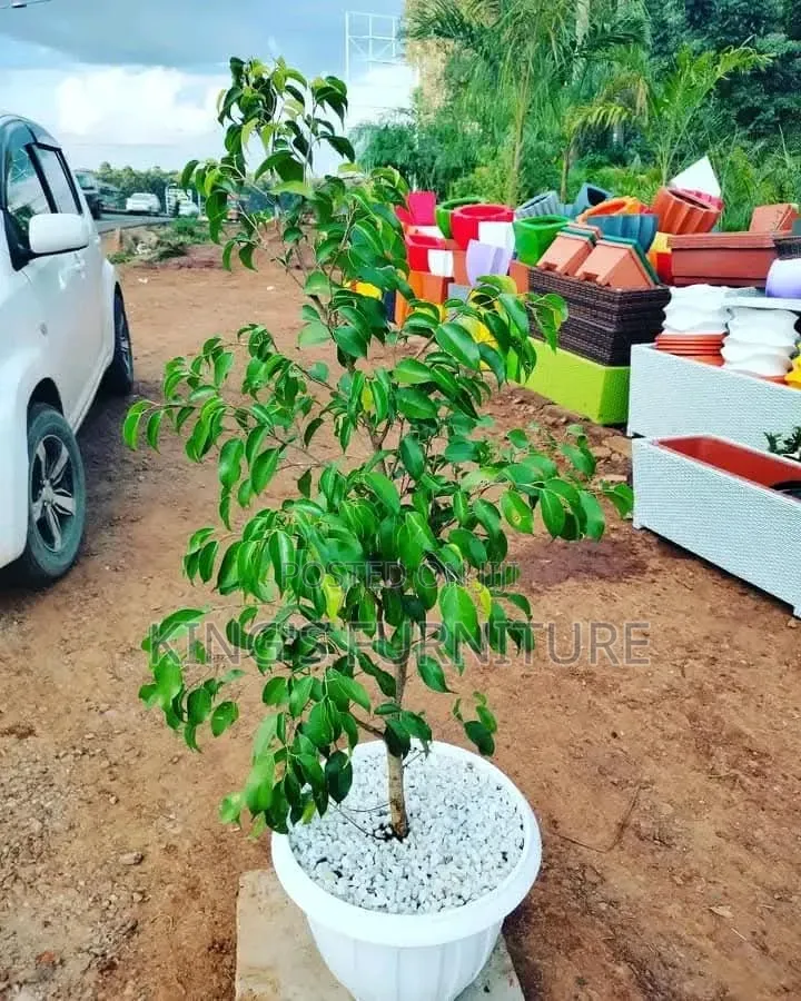 Ficus Benjamina