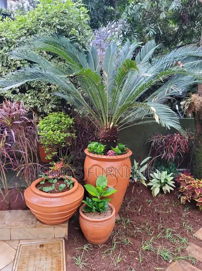 Cycad Palm