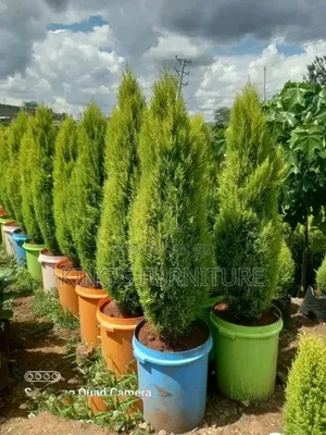 Lemon Cypress
