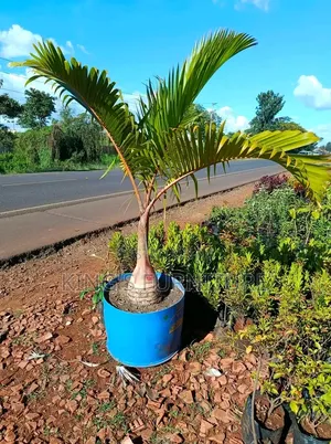 Bottle Palm