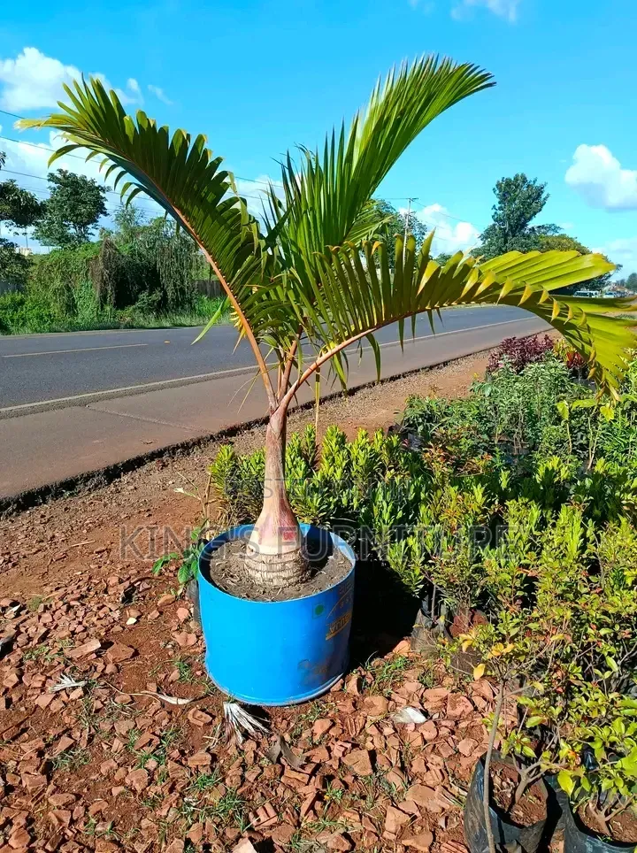 Bottle Palm