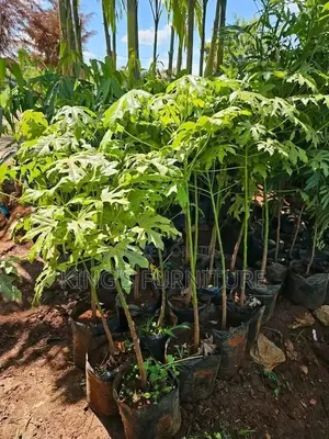 Australia Flame