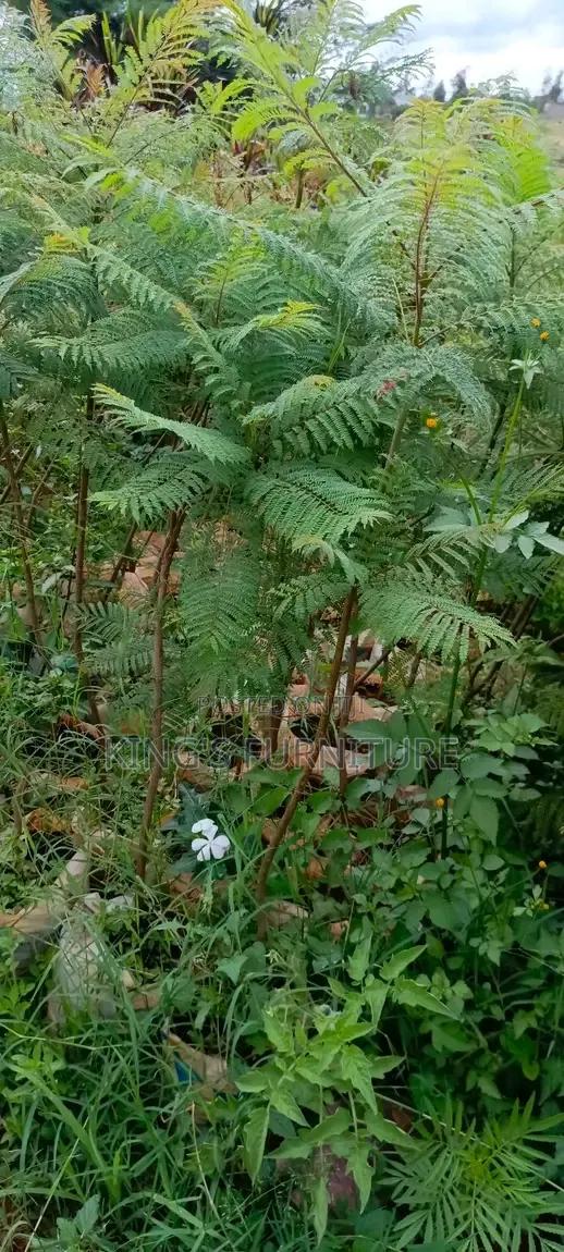 Jacaranda Seedling - main view