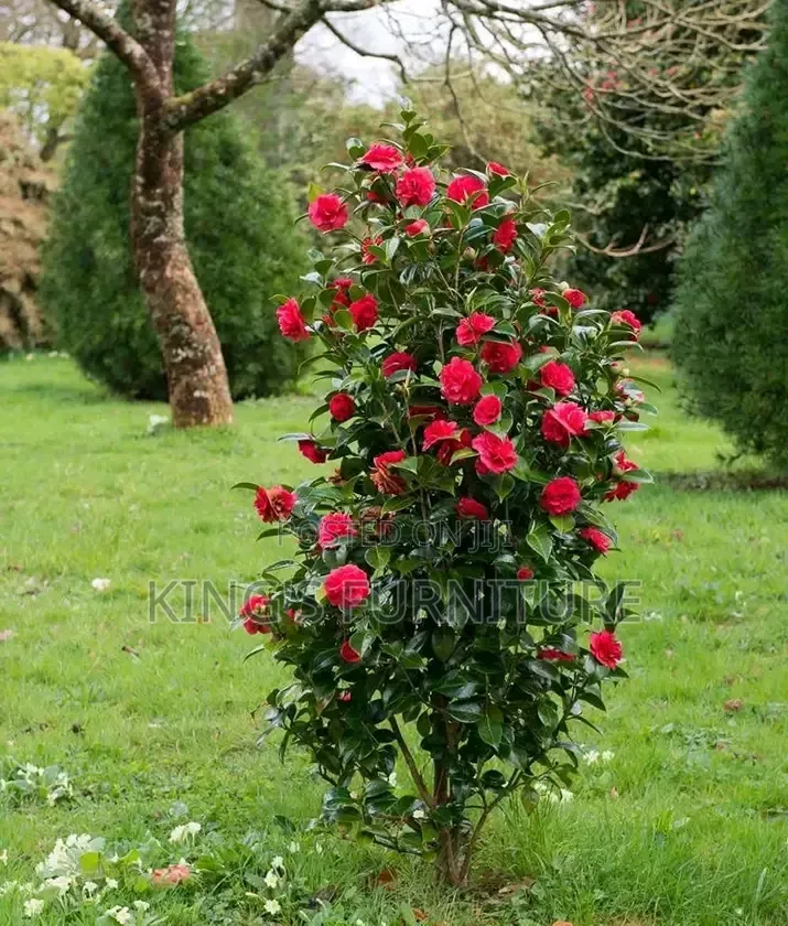 Camellia Japonica Seedling