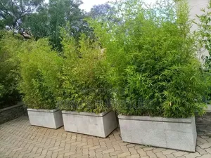 Bamboo Seedling