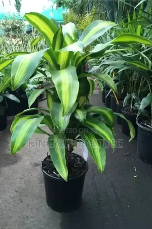 Dracaena Seedling