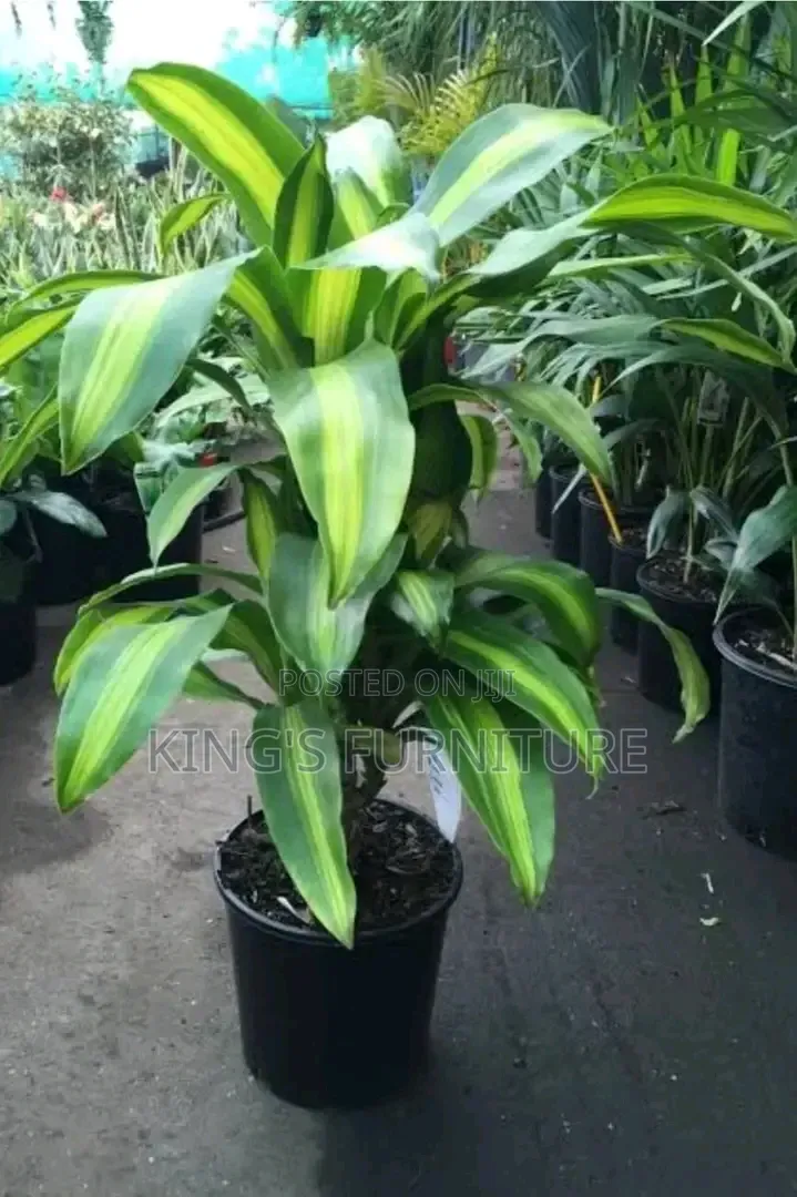 Dracaena Seedling