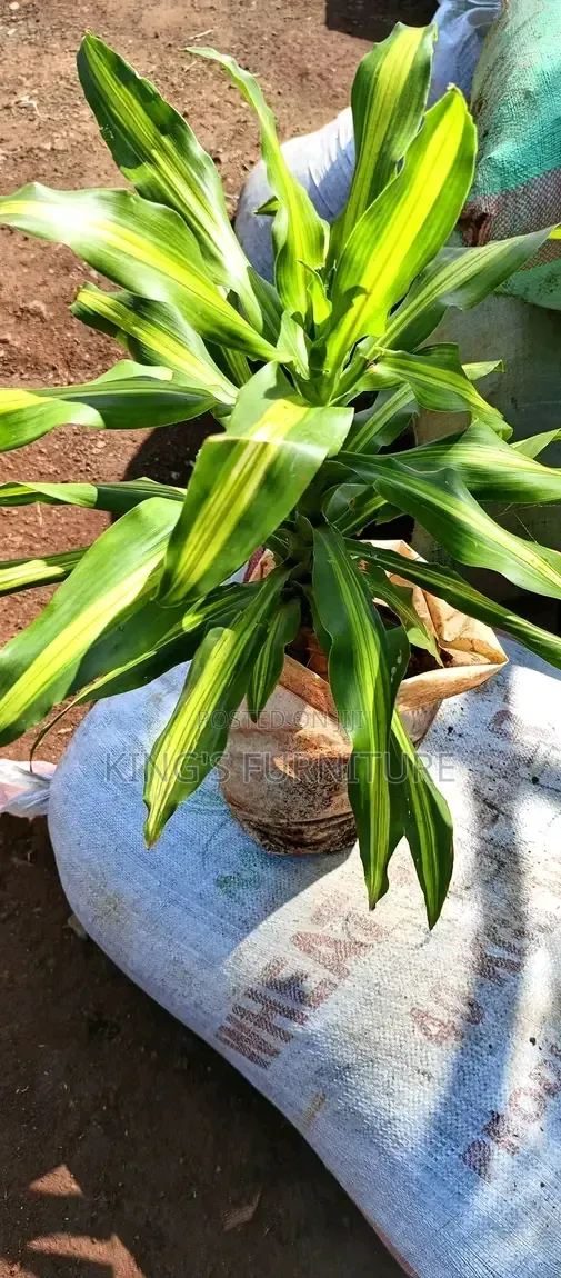 Dracaena Seedling