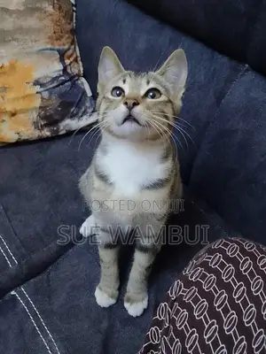 3-6 months Male Mixed Breed Tabby