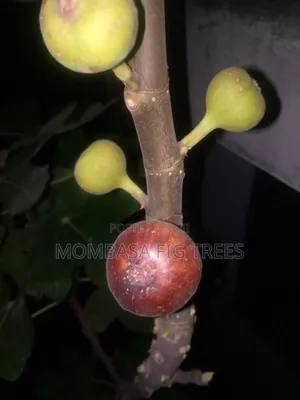 Fig Trees at 1000kshs Only