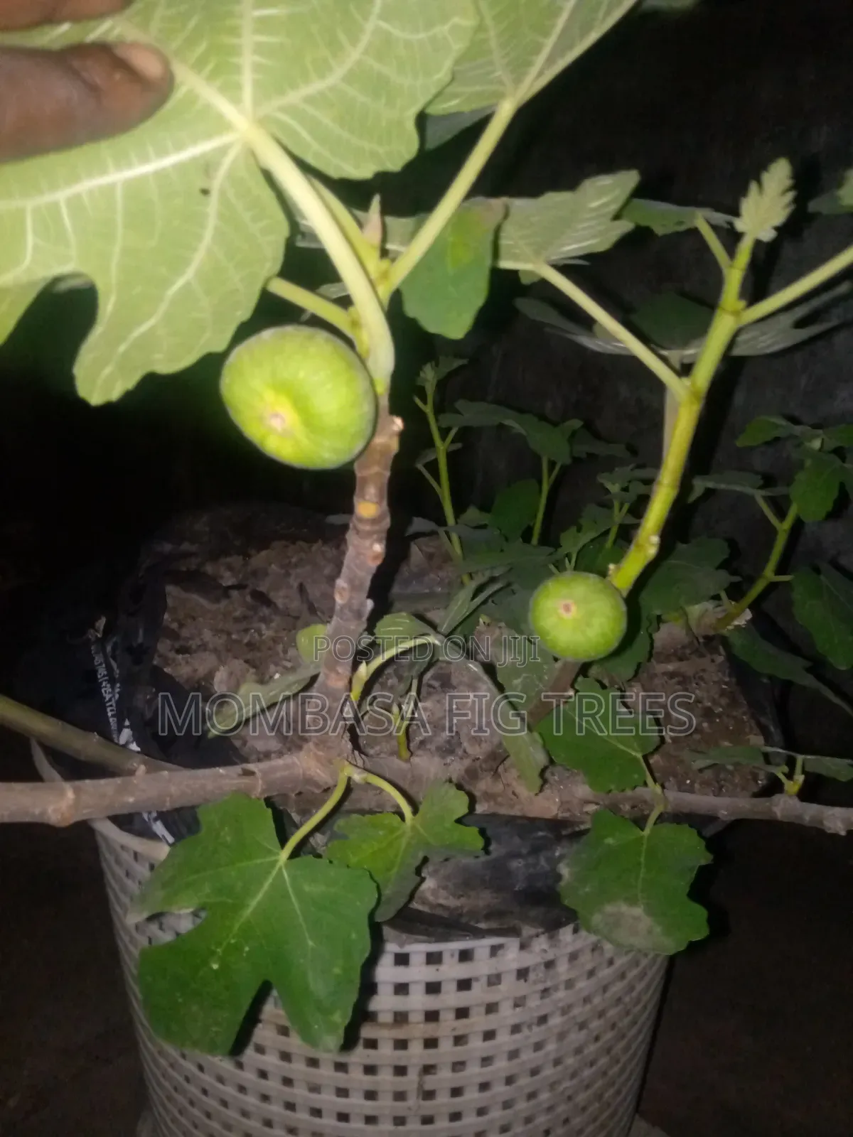Fig Trees at 1000kshs Only