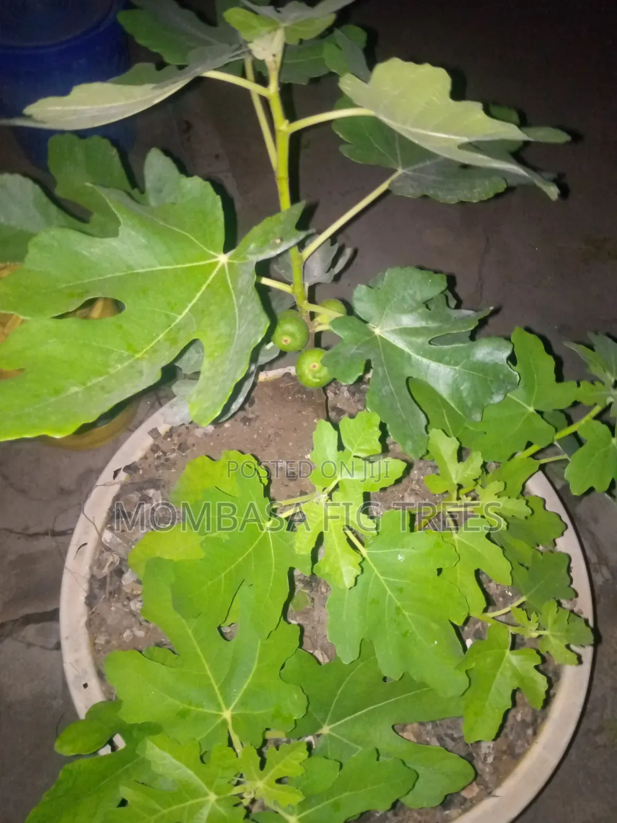 Fig Trees at 1000kshs Only