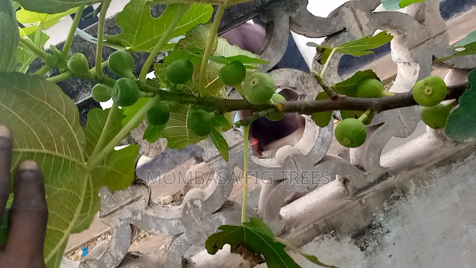 Fig Trees With Fruits