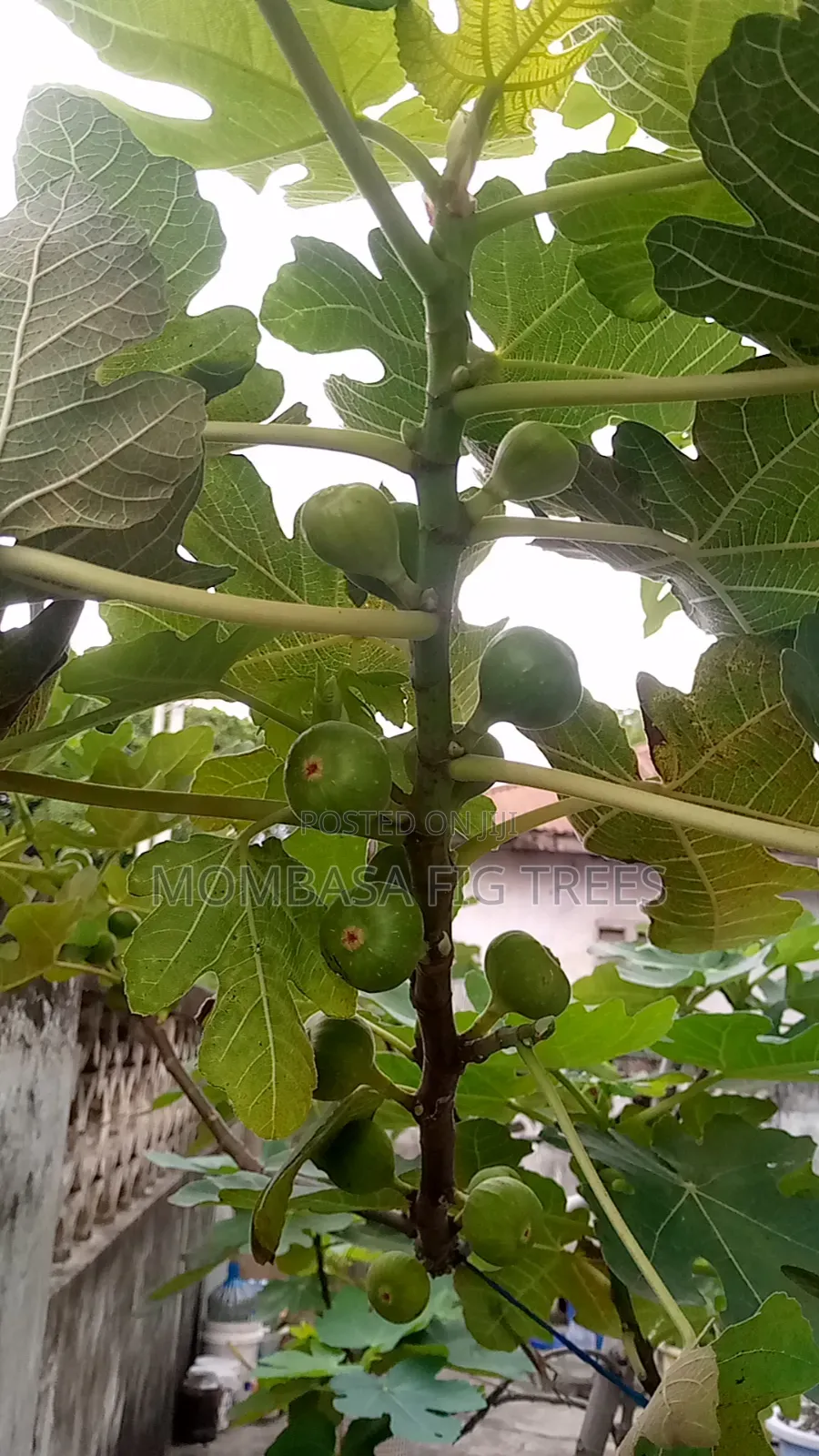 Fig Trees With Fruits