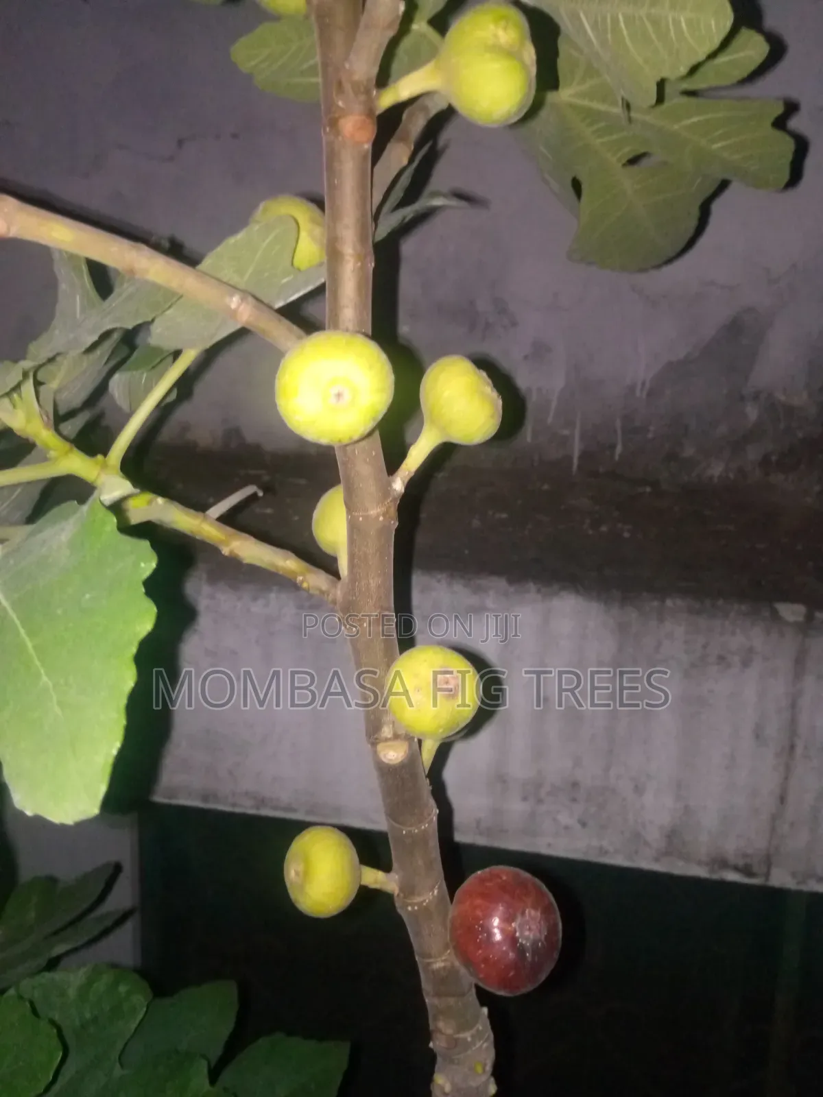 Fig Trees With Fruits